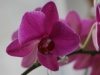 2014_02_23-orchideen4