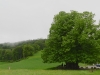 2014_05_09-linn1