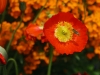 2014_05_14_mainau11
