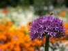 2014_05_14_mainau12