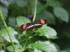 2014_05_14_mainau14