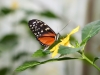 2014_05_14_mainau17