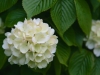 2014_05_14_mainau2