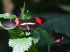 2014_05_14_mainau20