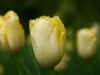 2014_05_14_mainau3