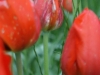2014_05_14_mainau5