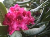 2014_05_14_mainau7