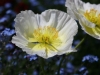 2014_05_14_mainau9