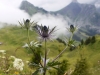 2014_08_05-schynige-platte3