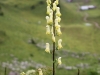 2014_08_05-schynige-platte4