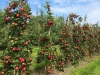 2014_09_07-mostfest-grimm3