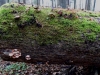 2014_12_12-jurahoehenweg6