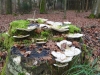 2014_12_12-jurahoehenweg7