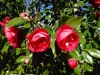 2015_02_20-locarno1