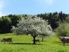 2015_05_08-zueri-oberland8