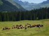 2015_07_07-stelser-seeli5