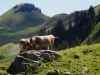 2015_08_03-klewenalp4